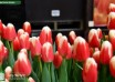 Tulipa Roman Empire ® (3)